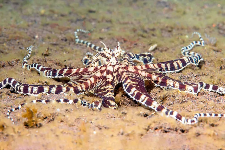 A mimic octopus with bold brown and white striped arms spread flat on sandy seafloor.