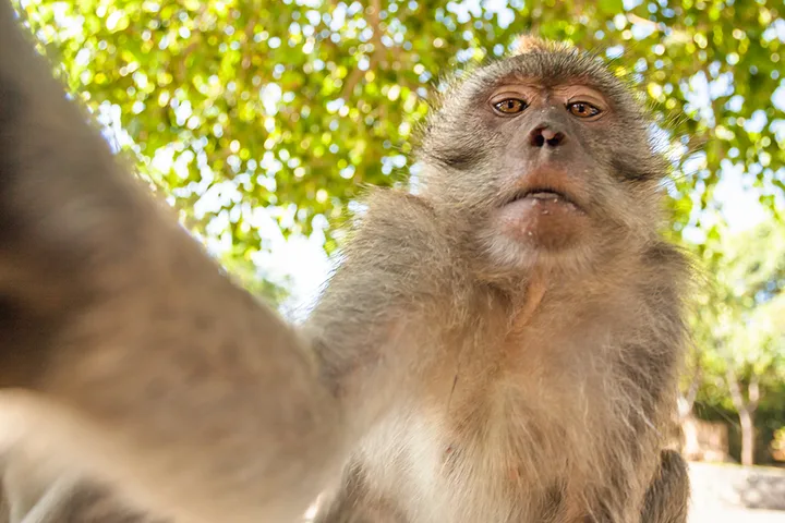 Macaque monkey taking a wide-angle selfie outdoors with green trees in the background.