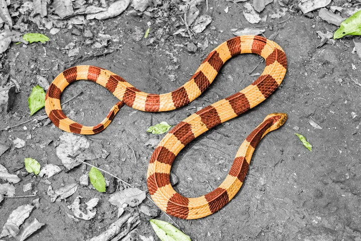Colorful banded red and orange snake slithering across grey rocky ground with leaves.